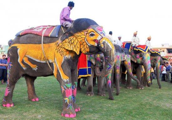 Elephant Festival2