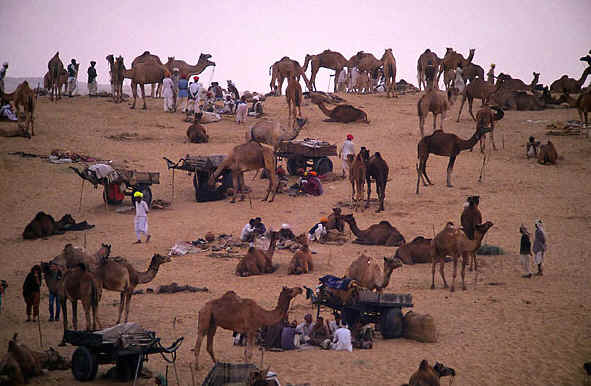 Nagaur Fair1