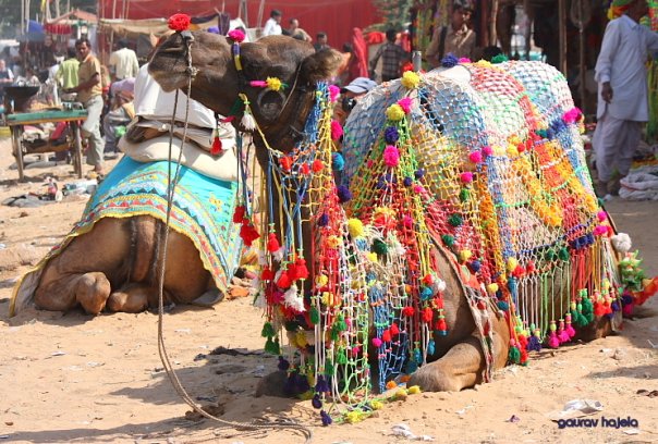 Nagaur Fair2